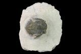 Bargain, Metacanthina Trilobite - Lghaft, Morocco #133967-1